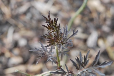 Sambucus nigra 'Black Lace' - bez černý 'Black Lace' - jarní výhonky